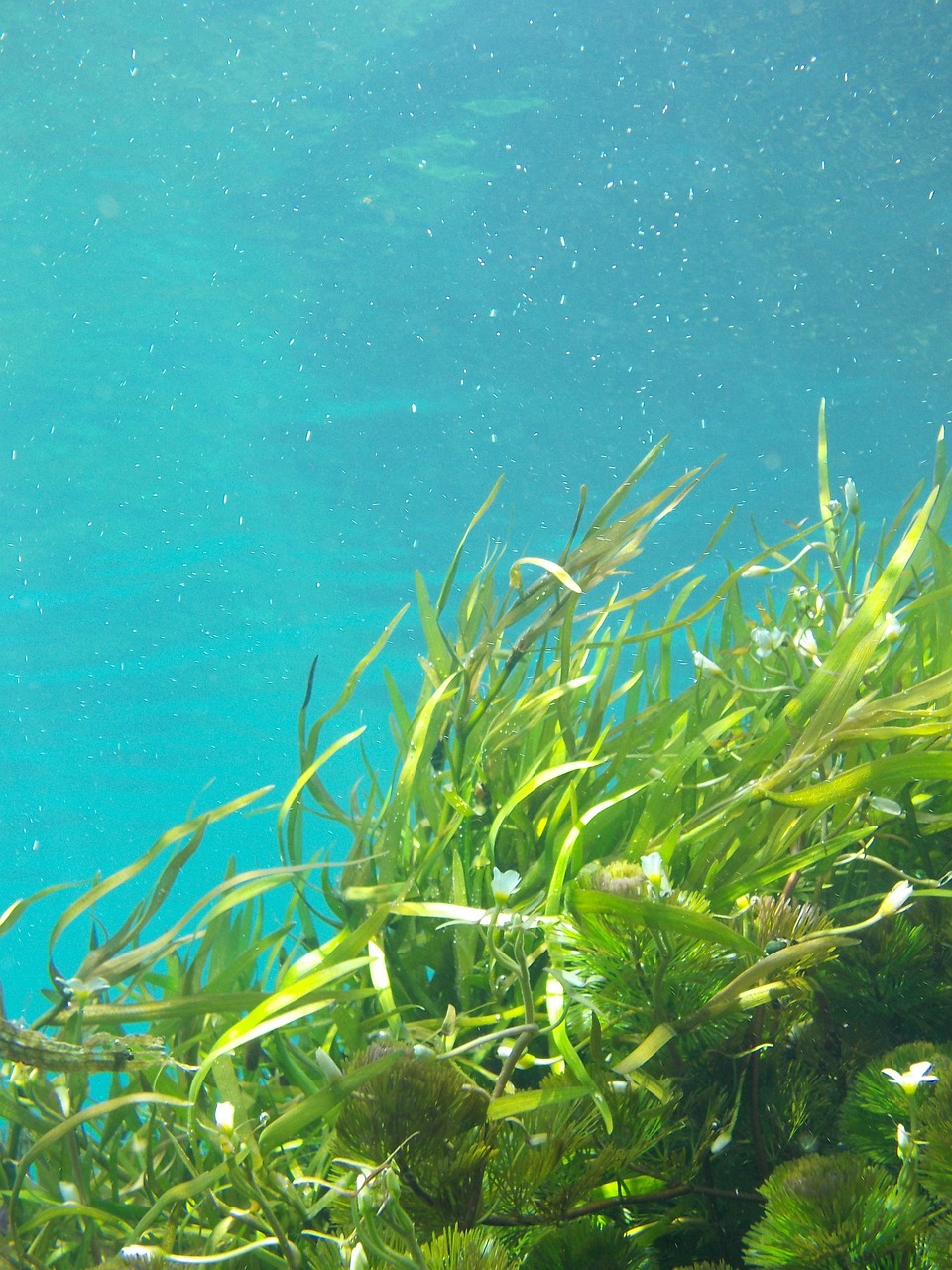 seaweed, nature, underwater
