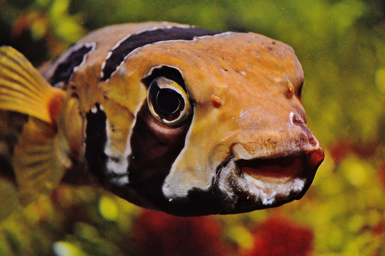 Pomacea bridgesii: Caratteristiche e Distinzioni dell’Escargot d’Acqua Dolce
