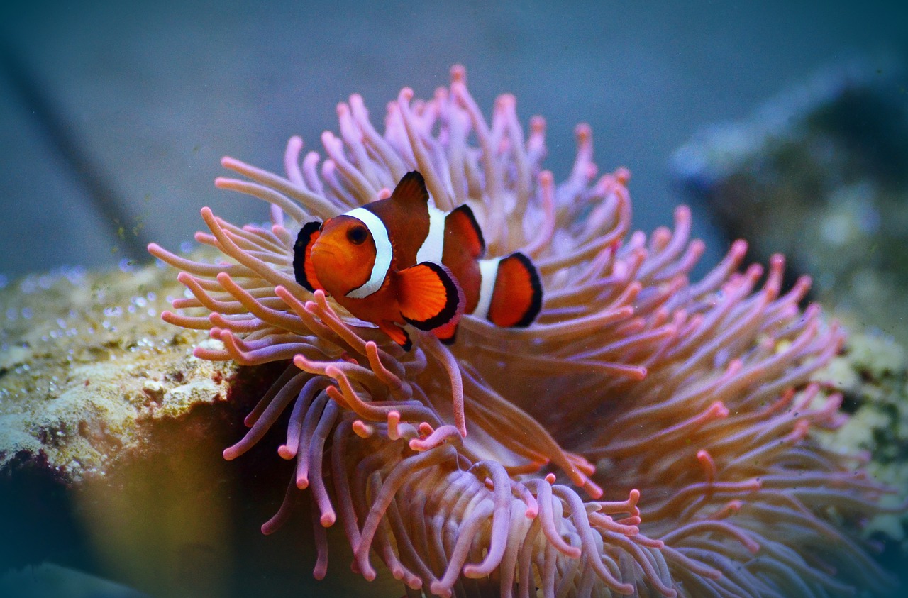 anemonefish, clownfish, amphiprion