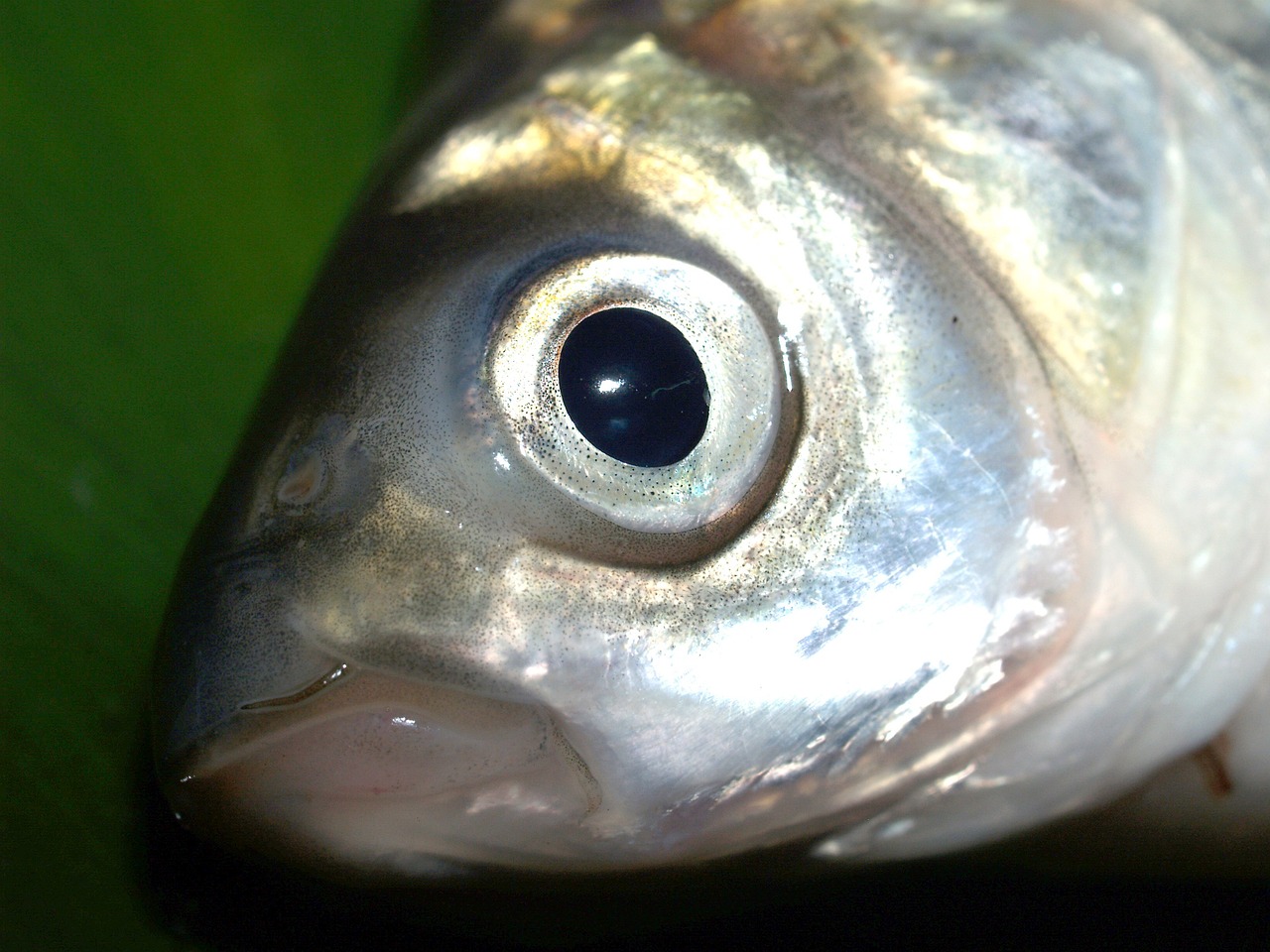 Thayeria boehlkei: Il Pesce Tetra Dai Tratti Distintivi