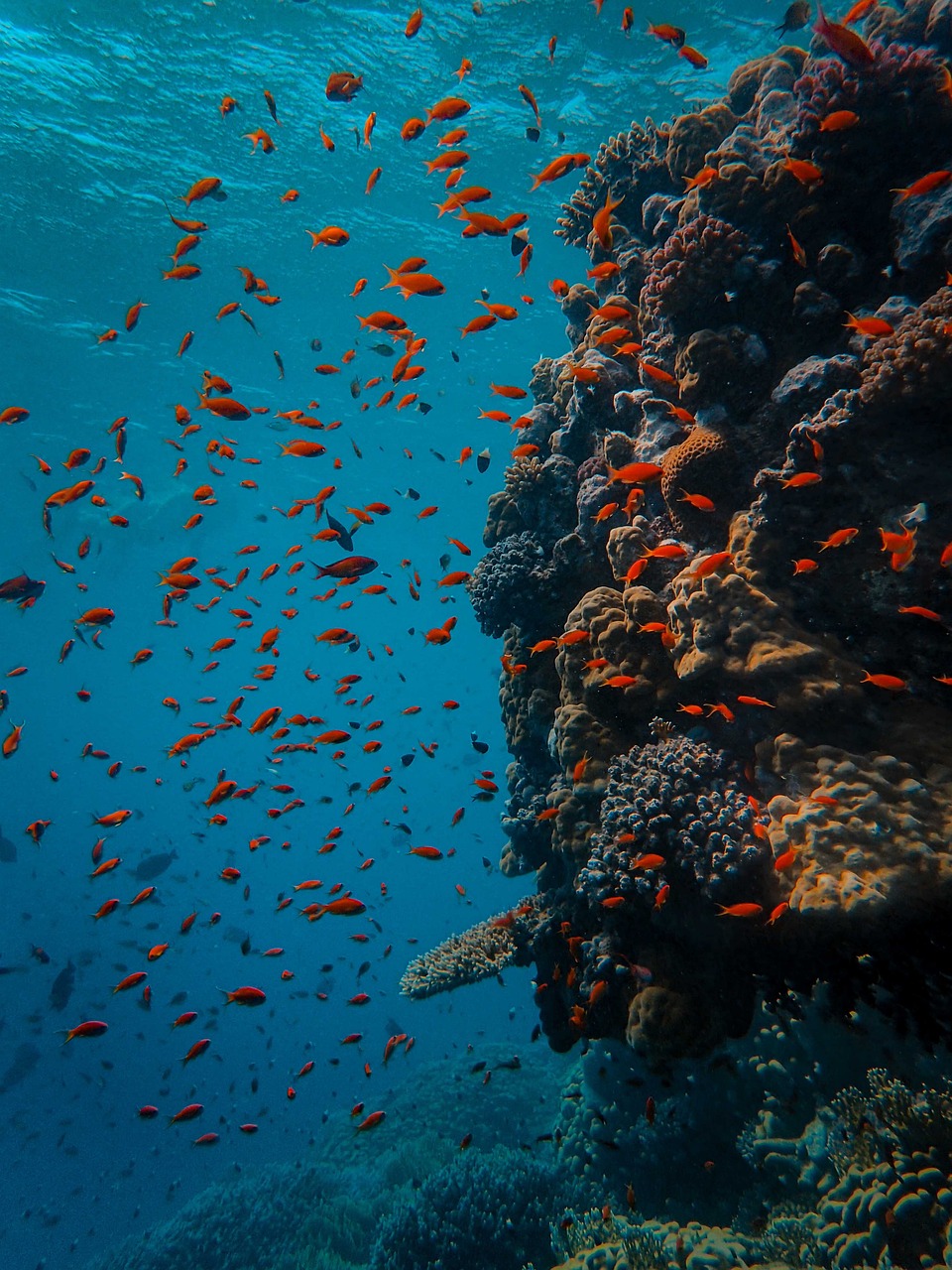 underwater, coral, fish