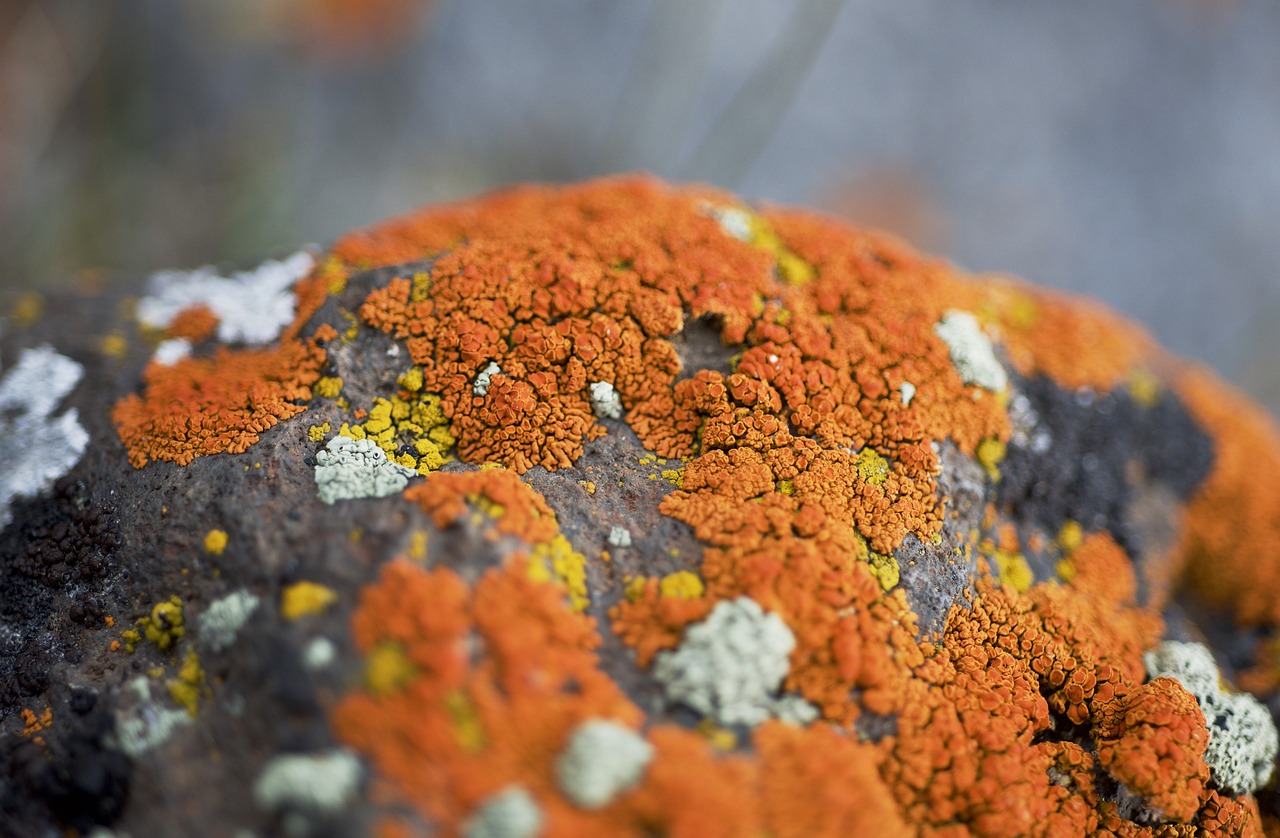 lichen, orange, moss