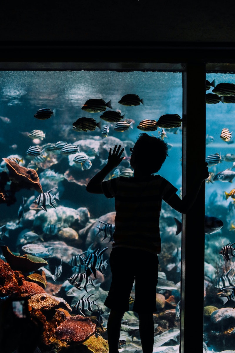 Aquarium Porte Dorée Parigi: Un viaggio nel mondo sottomarino