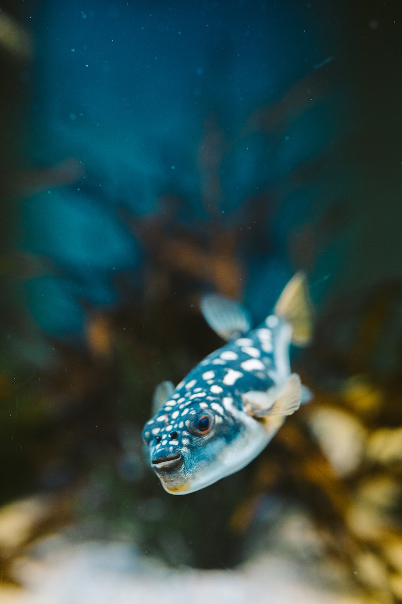 Close-up of a Blue Fugu Fish