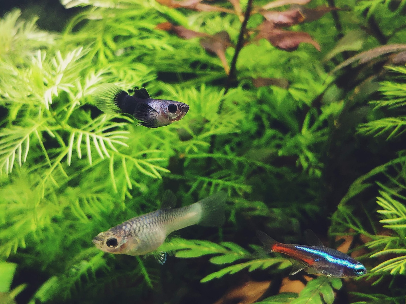 black and white fish in fish tank