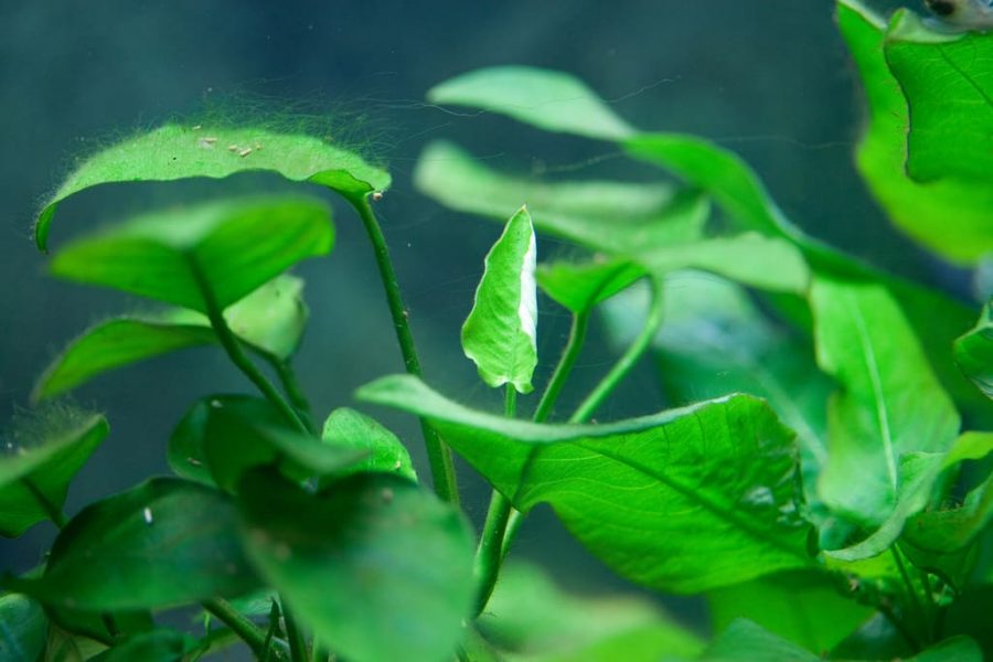 Piante acquatiche per acquario: quali sono, come sceglierle