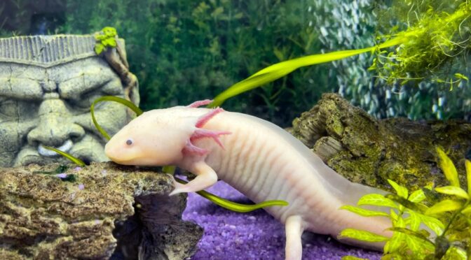 Allestire l’acquario ideale per un axolotl