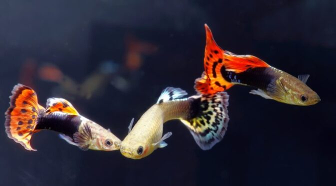 Pesci compatibili con il Guppy: 6 specie da scoprire