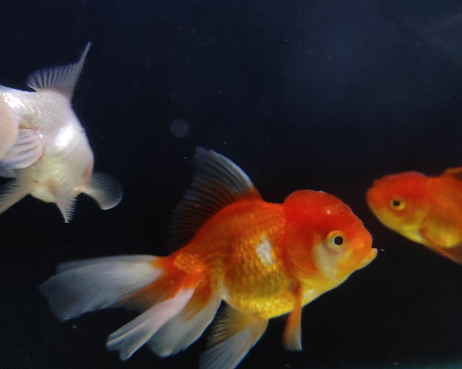 a couple of goldfish swimming next to each other
