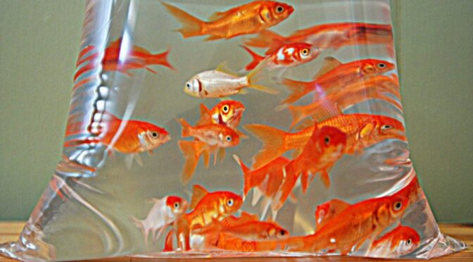 Come introdurre i pesci rossi nell’acquario